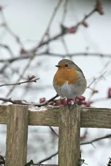 130318: BIRD. Robin in snow, garden