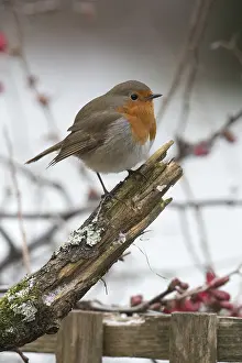 130318: BIRD. Robin in snow, garden