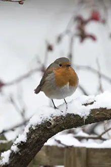 130318: BIRD. Robin in snow, garden