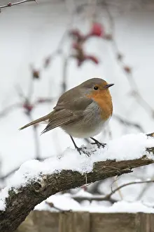 130318: BIRD. Robin in snow, garden