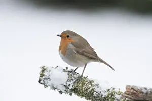 130318: BIRD. Robin in snow, garden