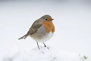 130318: BIRD. Robin in snow, garden