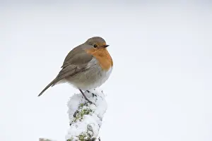 130318: BIRD. Robin in snow, garden