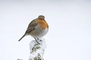 130318: BIRD. Robin in snow, garden