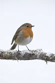 130318: BIRD. Robin in snow, garden