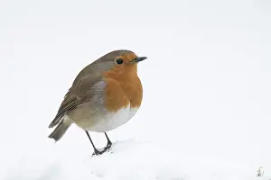 130318: BIRD. Robin in snow, garden