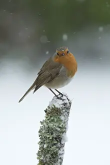 130318: BIRD. Robin in snow, garden