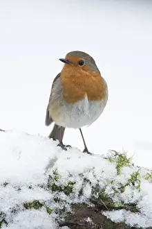 130318: BIRD. Robin in snow, garden