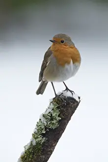 130318: BIRD. Robin in snow, garden