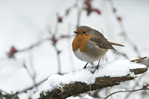 130318: BIRD. Robin in snow, garden