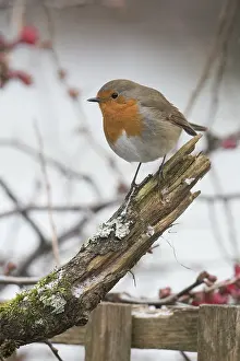 130318: BIRD. Robin in snow, garden