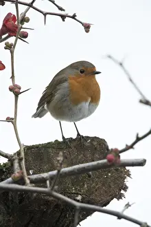 130318: BIRD. Robin in snow, garden
