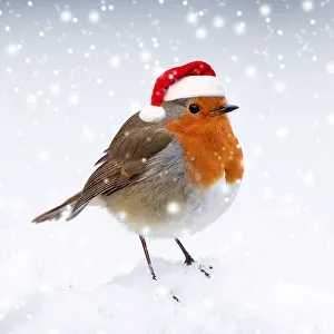 220522: BIRD. Robin in the snow wearing a red santa hat