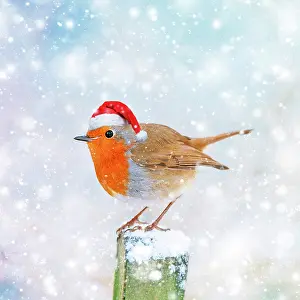 BIRD. Robin in the snow wearing a red santa hat on a wooden