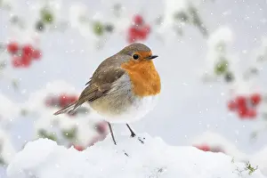 Plump: BIRD. Robin in snowy garden with berries