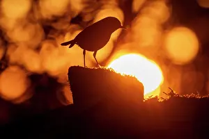 Robin: BIRD. Robin at sunset