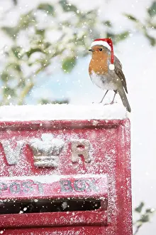 Postal: BIRD. Robin wearing Christmas hat on old red