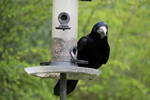 Feeders: BIRD Rook on garden feeder