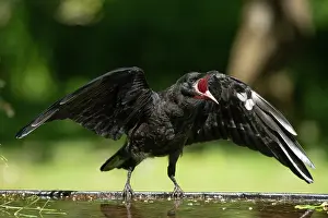 Rook: BIRD. Rook, juvenile, fledgling, begging for food