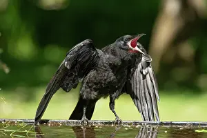 Rook: BIRD. Rook, juvenile, fledgling, begging for food