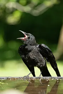 Rook: BIRD. Rook, juvenile, fledgling, begging for food