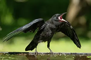 Rook: BIRD. Rook, juvenile, fledgling, begging for food