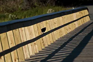 Boardwalk: Bird in Shadow
