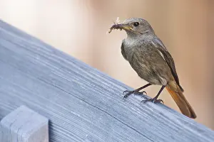 Worm: Bird sitting on a wooden railing with a worm in its beak
