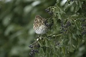 130318: BIRD. Song Thrush, feeding on Ivy berries, in snow