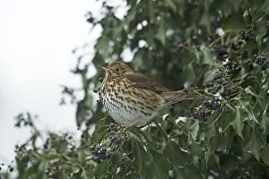 130318: BIRD. Song Thrush, feeding on Ivy berries, in snow