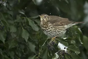 130318: BIRD. Song Thrush, feeding on Ivy berries, in snow