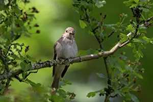Striata: BIRD Soptted Flycatcher