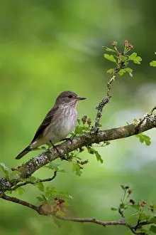 Striata: BIRD Soptted Flycatcher
