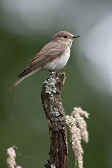 Striata: BIRD Soptted Flycatcher