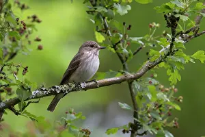 Striata: BIRD Spotted Flycatcher