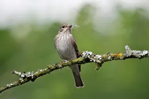 Striata: BIRD Spotted Flycatcher with nest material
