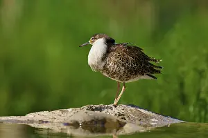 Quiet: Bird standing on a stone, natural and quiet environment