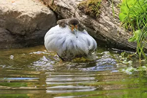 Imponation: Bird standing in water, surrounded by natural environment
