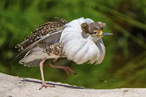 Imponation: Bird with striking white plumage posing in nature