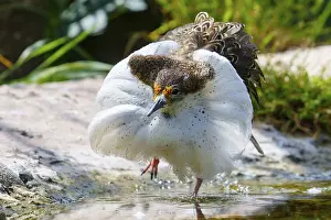 Imponation: A bird with striking white plumage at the water's edge