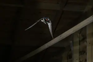 Swallow: BIRD. Swallow in flight, in a barn