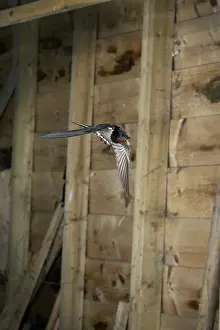 Swallow: BIRD. Swallow in flight, in a barn