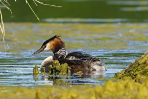 Reeds: A bird swimming in the water, surrounded by reeds and algae