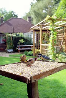Greenfinches: Bird Table - with birds feeding, Greenfinch, Goldfinch