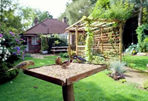 Greenfinches: Bird Table - with birds feeding, Greenfinch, Goldfinch