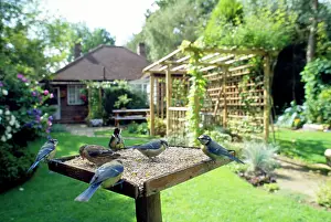 Greenfinches: BIRD TABLE - Blue tit, Greenfinch (Cardvelis Chloris)
