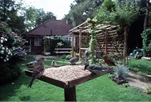 Tables: BIRD TABLE - Great Tit, Robin (Erithacus rubecula)