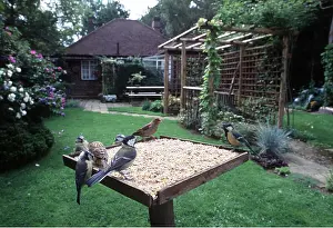 Tables: BIRD TABLE - Great tits, Blue Tit (Cyanistes caeruleus)