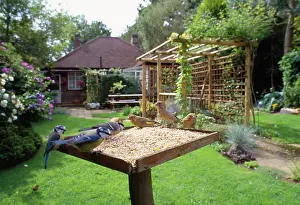 Greenfinches: BIRD TABLE - Great tits, Greenfinch (Cardvelis