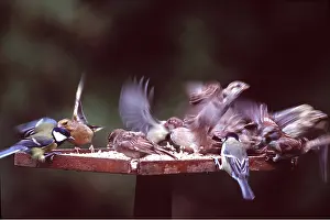 Tables: BIRD TABLE - Great tits, Greenfinch (Cardvelis Chloris)